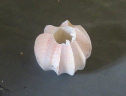 Incomplete due to lack of proper indexing kit